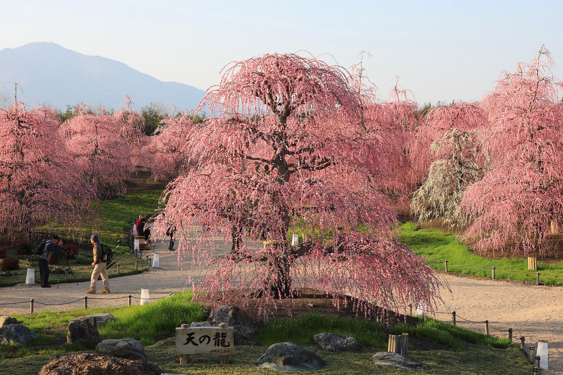 🌸 스즈카 숲 정원(스즈카노모리테이엔) 이미지 3